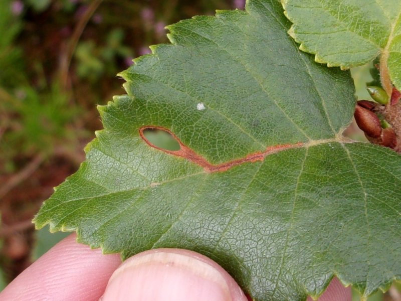 Heliozela hammoniella