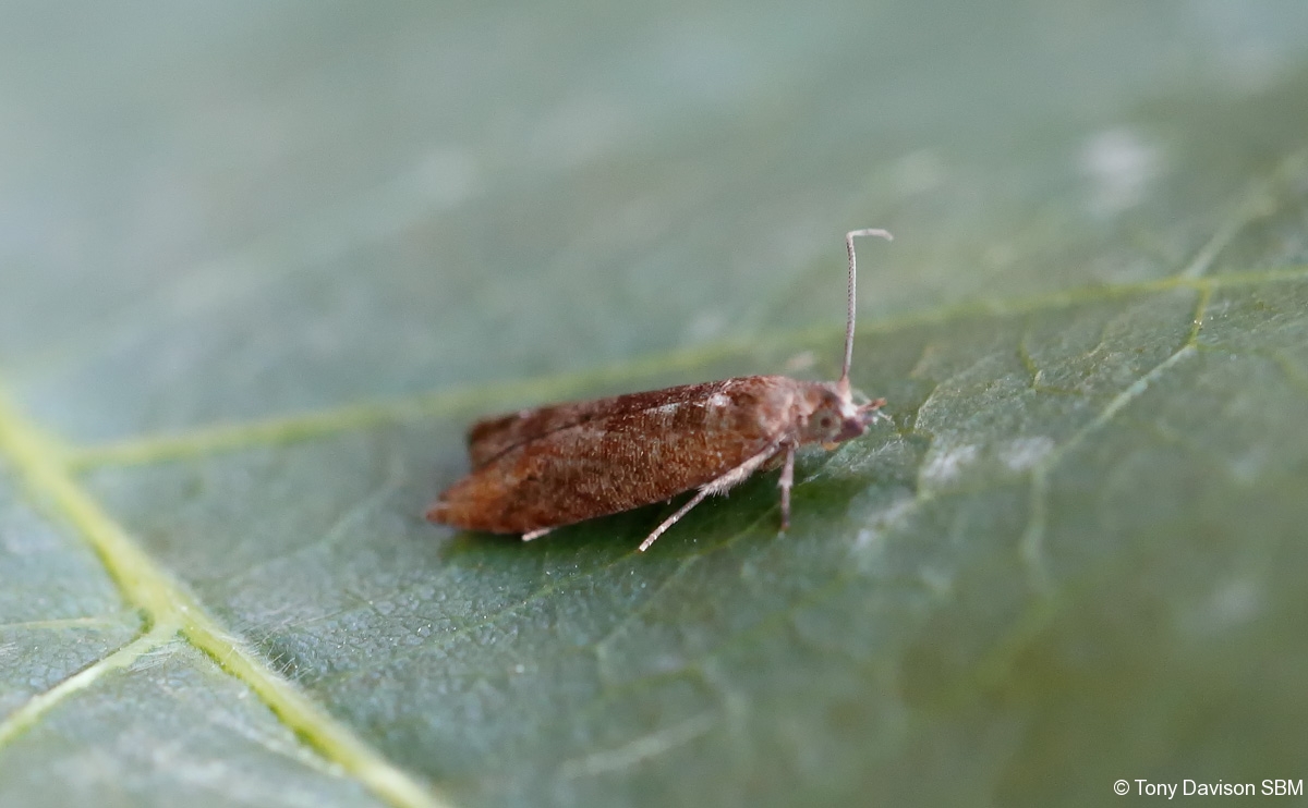 Rhopobota naevana