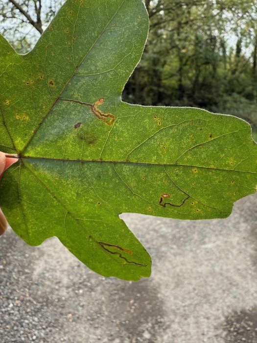 Stigmella aceris