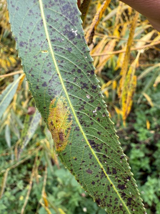 Phyllonorycter pastorella