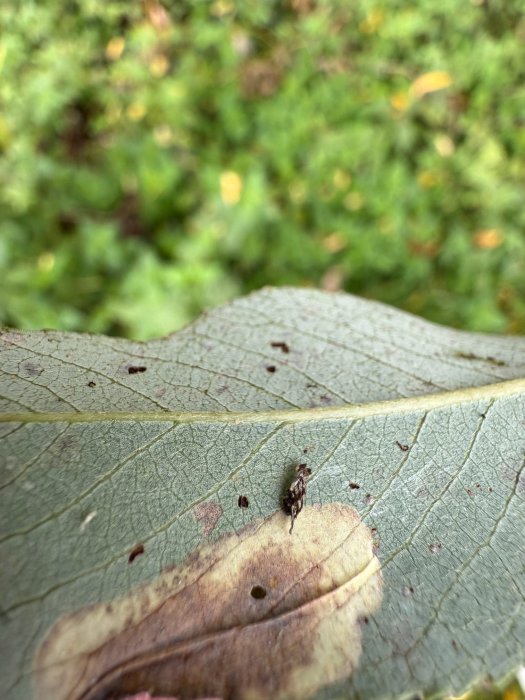 Phyllonorycter pastorella