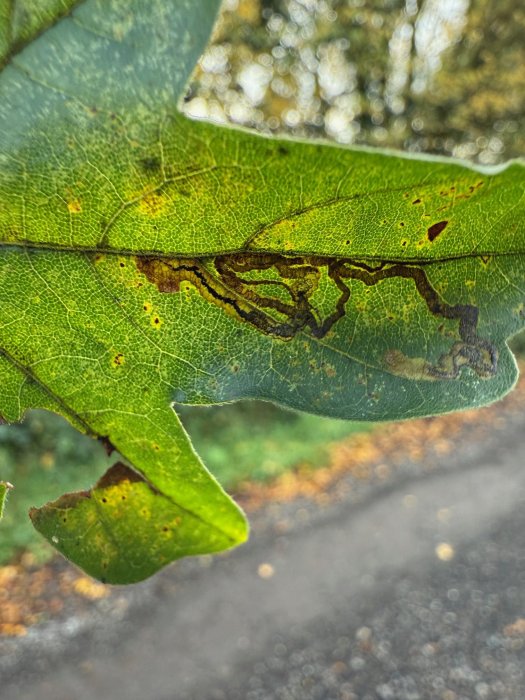 Stigmella aceris