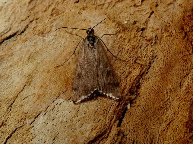Loxostege sticticalis