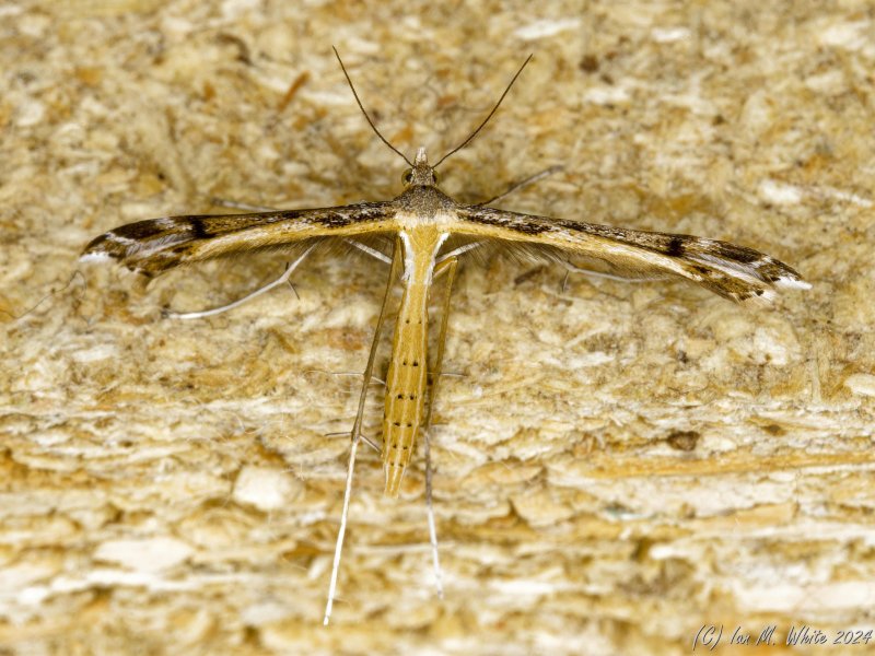 Stenoptilia millieridactyla