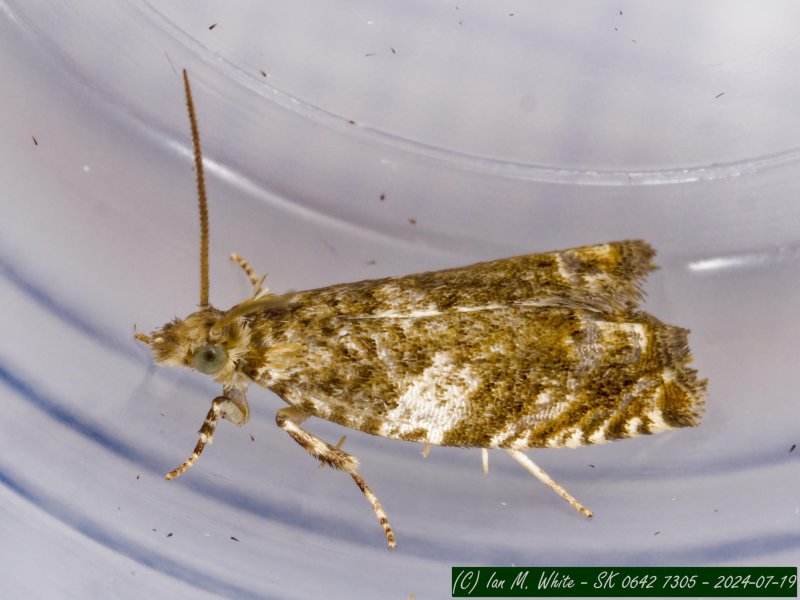 Epinotia abbreviana - 19th July 2024 - Buxton - Ian White