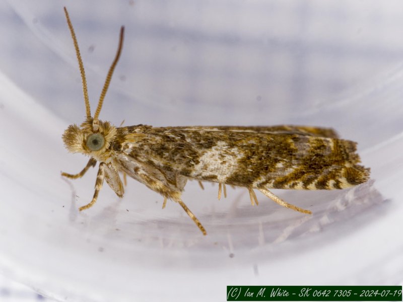 Epinotia abbreviana - 19th July 2024 - Buxton - Ian White