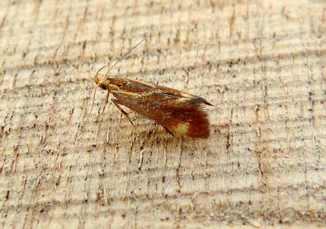 Metalampra italica