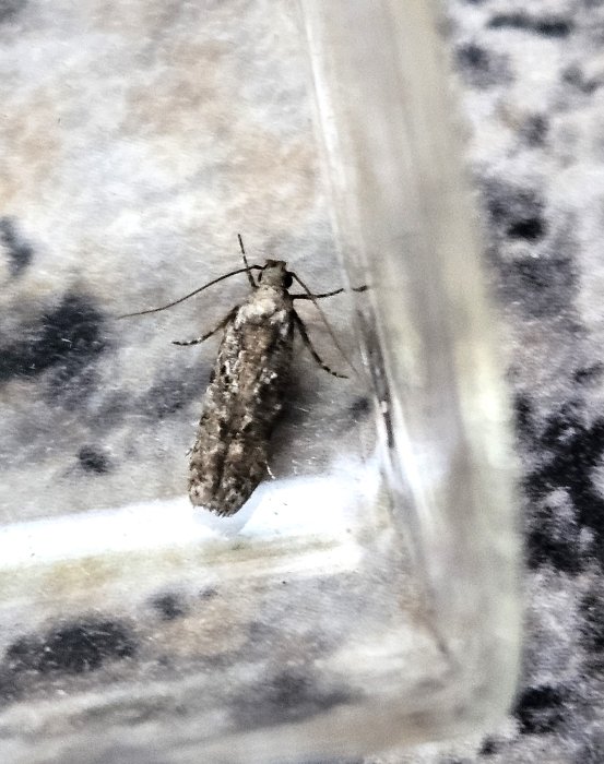 Carpatolechia decorella - 16th Dec 2025 - Froggatt - Bryand and Kate Barnacle