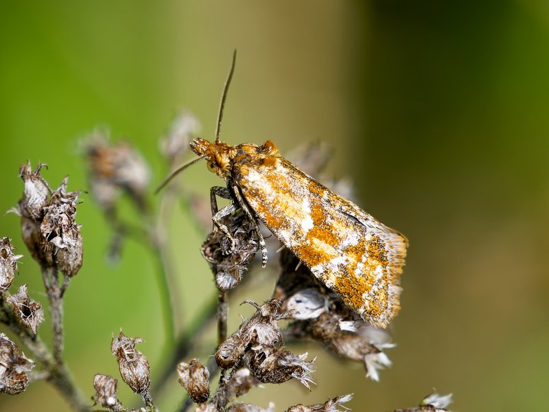 Aethes hartmanniana