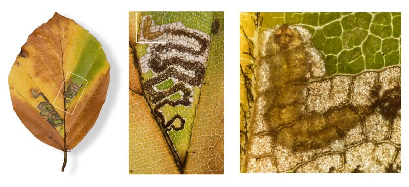 Stigmella tityrella