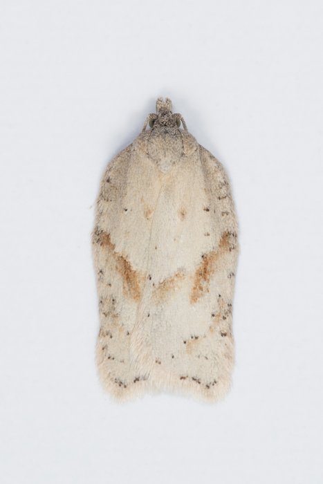 Acleris logiana