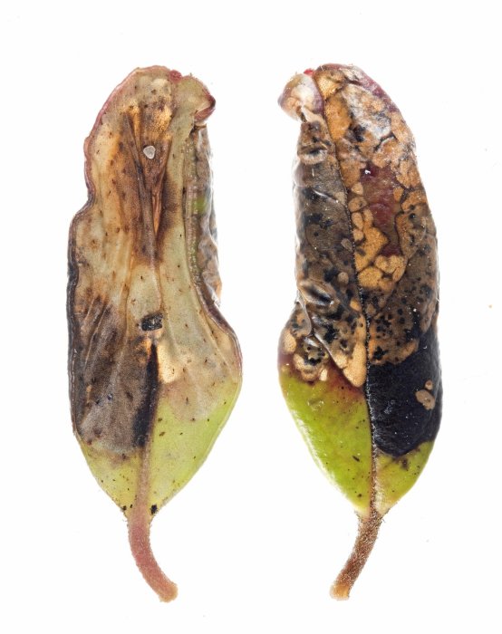 Phyllonorycter junoniella