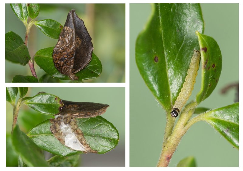 Rhopobota ustomaculana