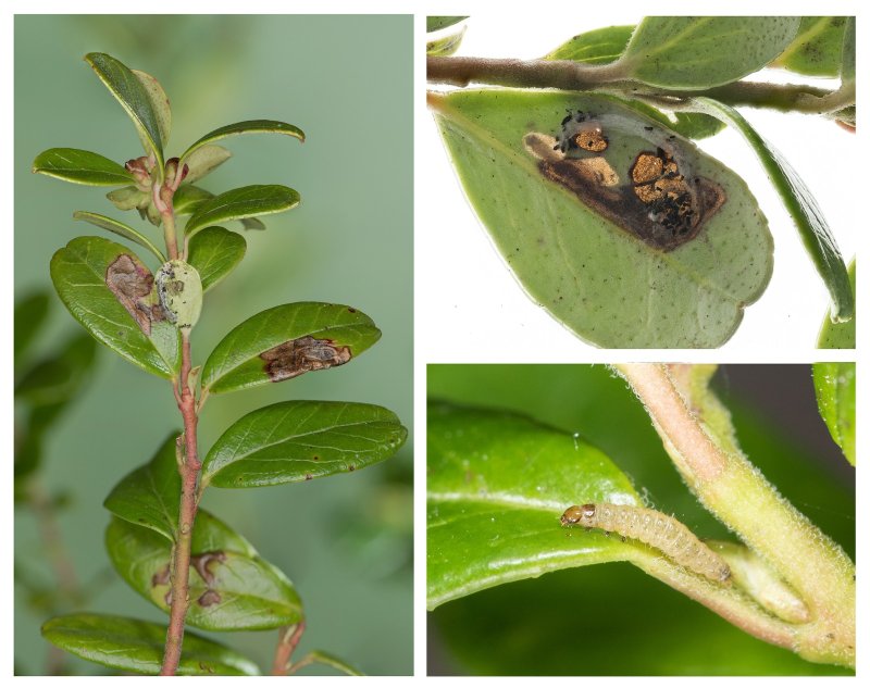 Rhopobota ustomaculana