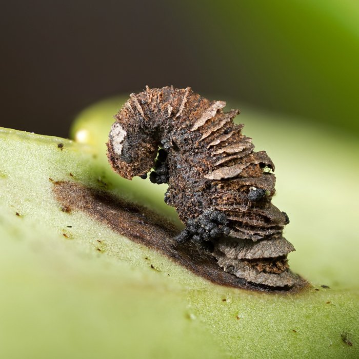 Coleophora vitisella