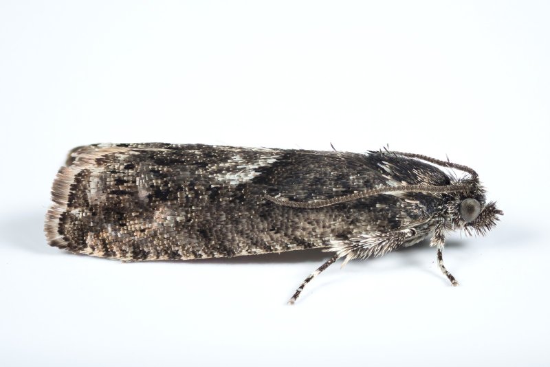 Pammene giganteana
