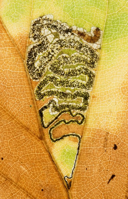 Stigmella tityrella