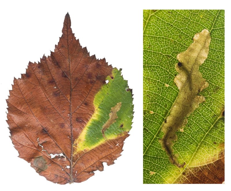 Coptotriche marginea