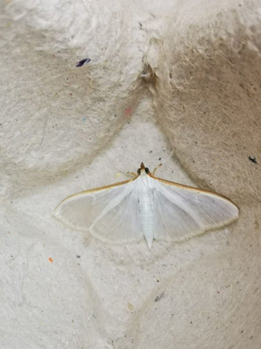 Palpita vitrealis