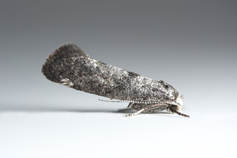 Paraswammerdamia_nebulella