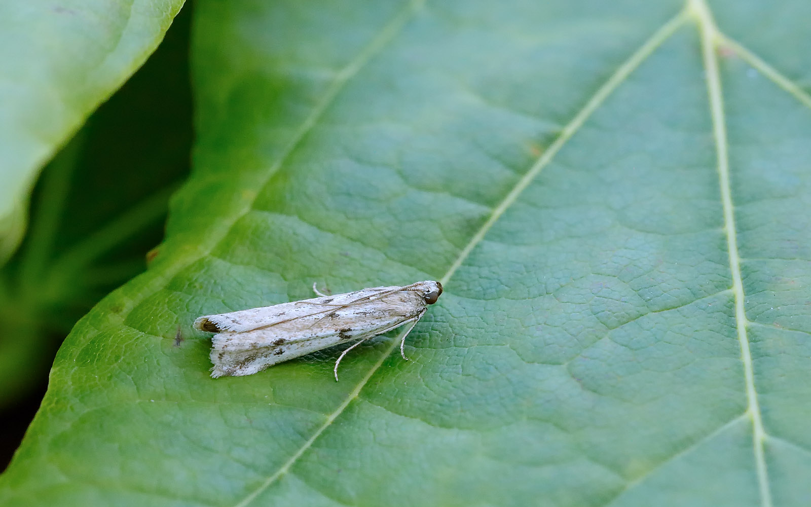 Phycitodes binaevella