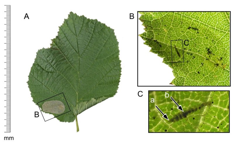 Phyllonorycter coryli - 27th Aug 2025 - Ladybower Res -Christian Heintzen