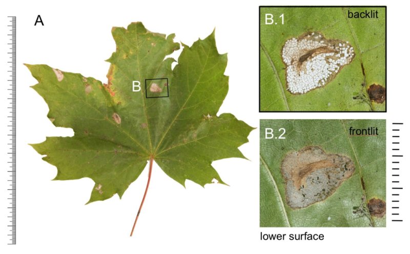 Phyllonorycter joannisi