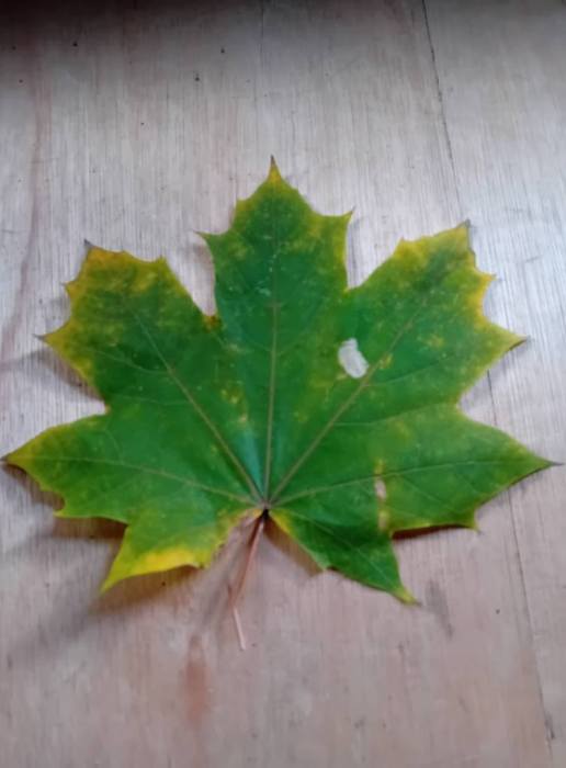 Phyllonorycter joannisi