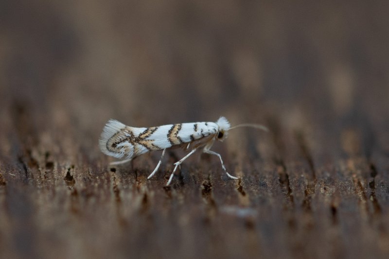 Phyllonorycter joannisi