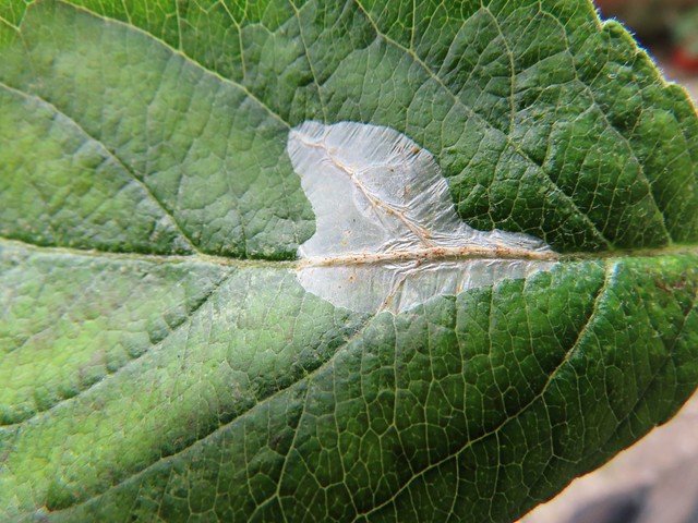 Phyllonorycter leucographella