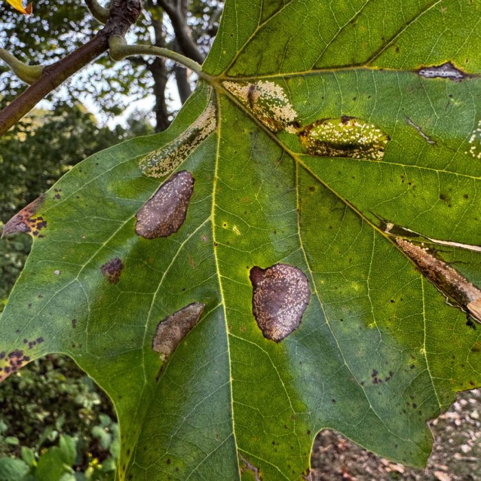 Phyllonorycter platani
