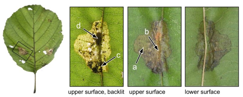 Phyllonorycter stettinensis