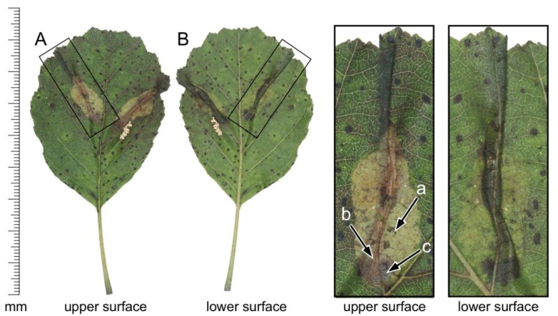 Phyllonorycter stettinensis