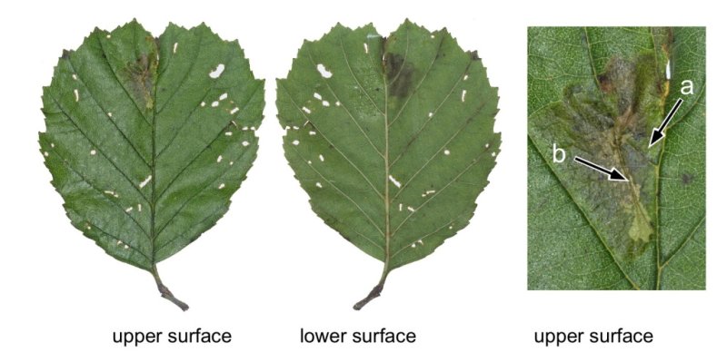 Phyllonorycter stettinensis
