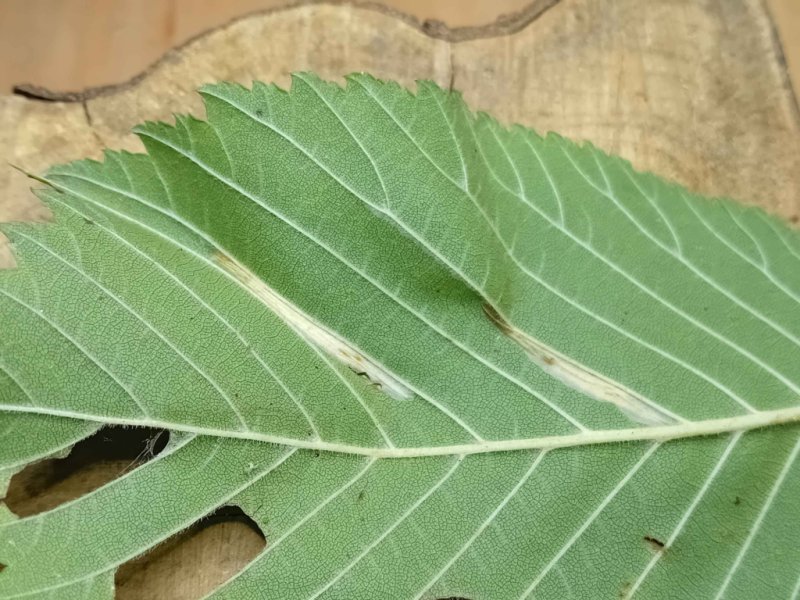 Phyllonorycter tristrigella