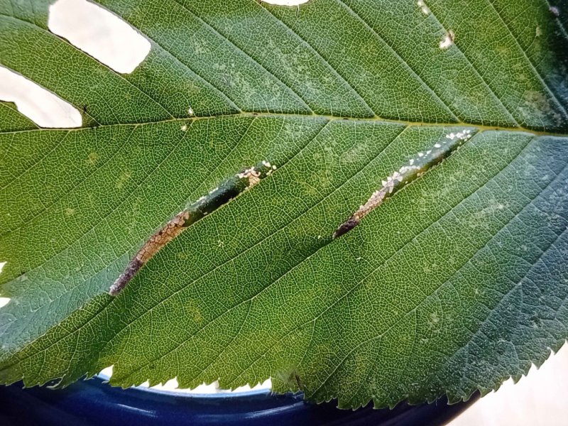 Phyllonorycter tristrigella