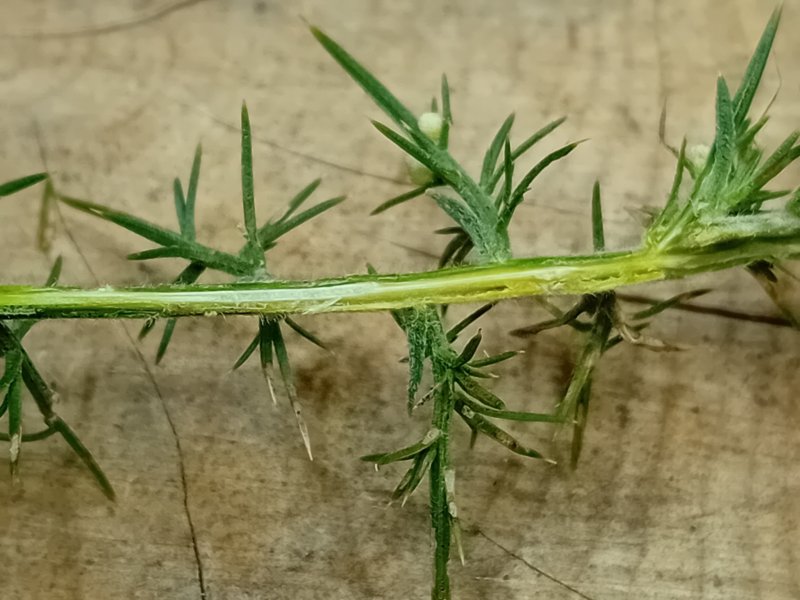 Phyllonorycter ulicicolella
