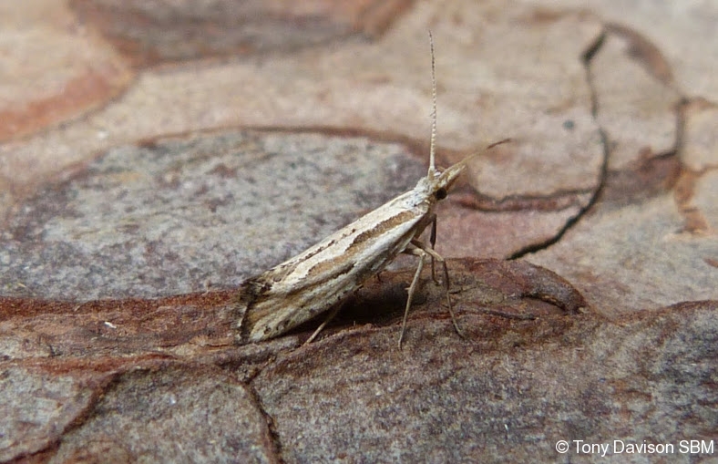 Plutella porrectella
