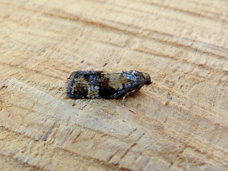 Ptycholomoides aeriferana