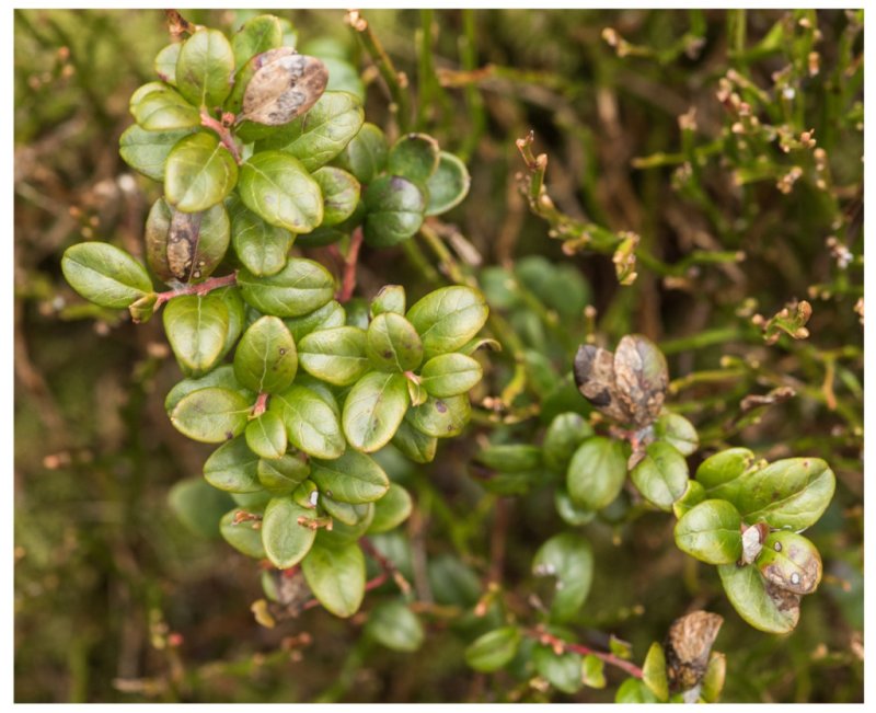 Rhopobota ustomaculana