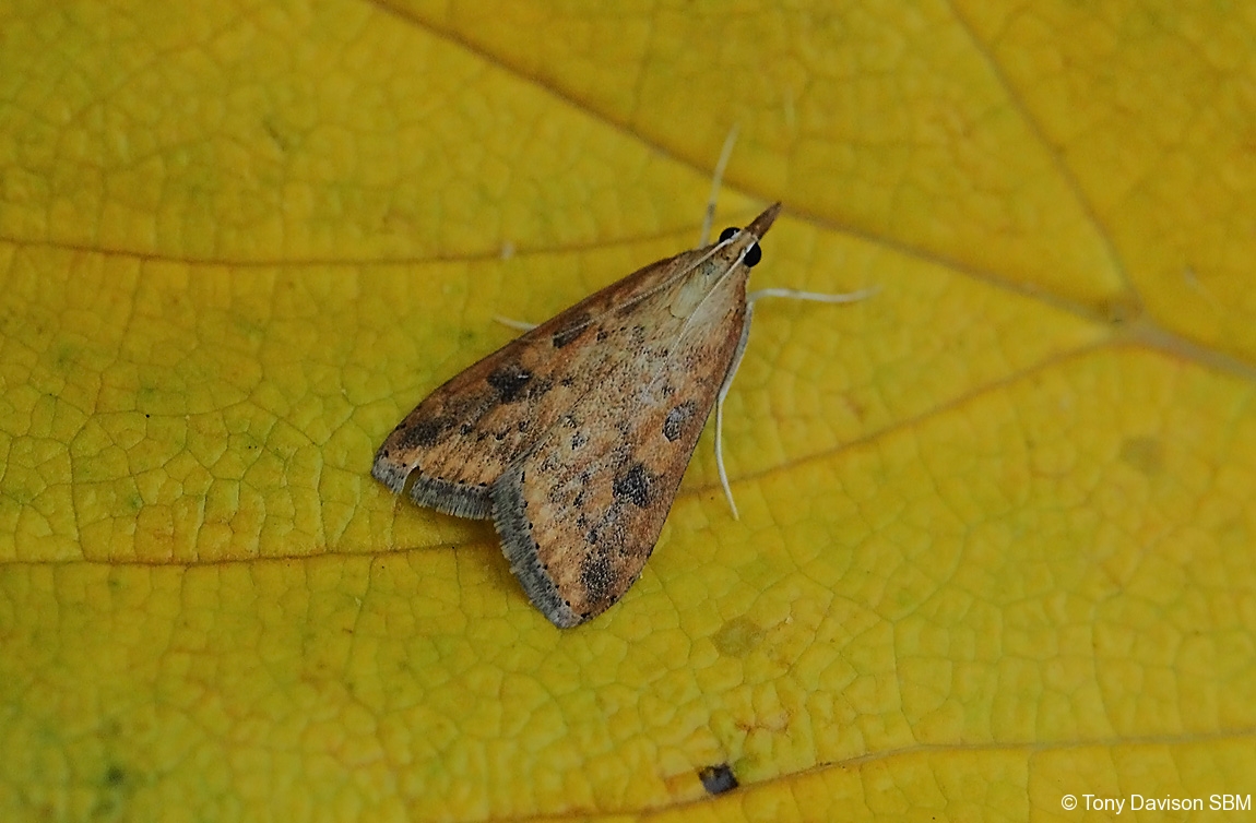 Udea ferrugalis