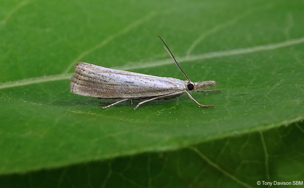 Agriphila straminella