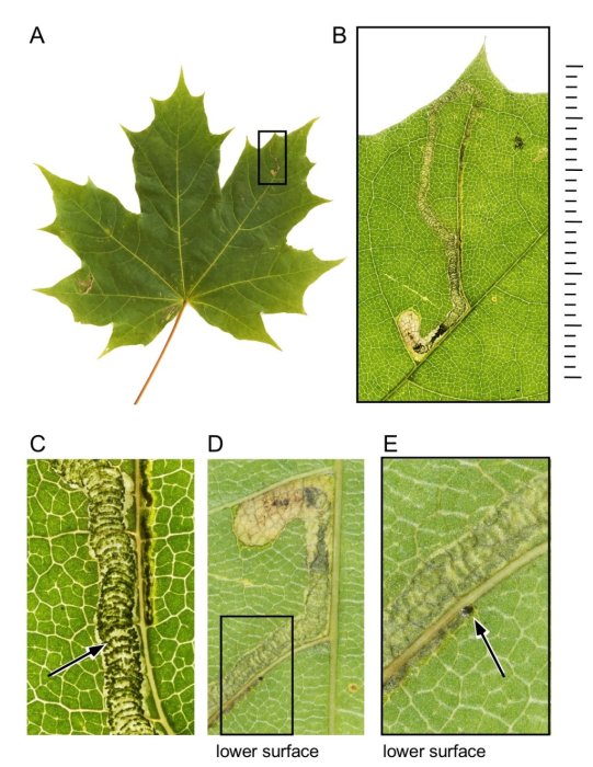 Stigmella aceris