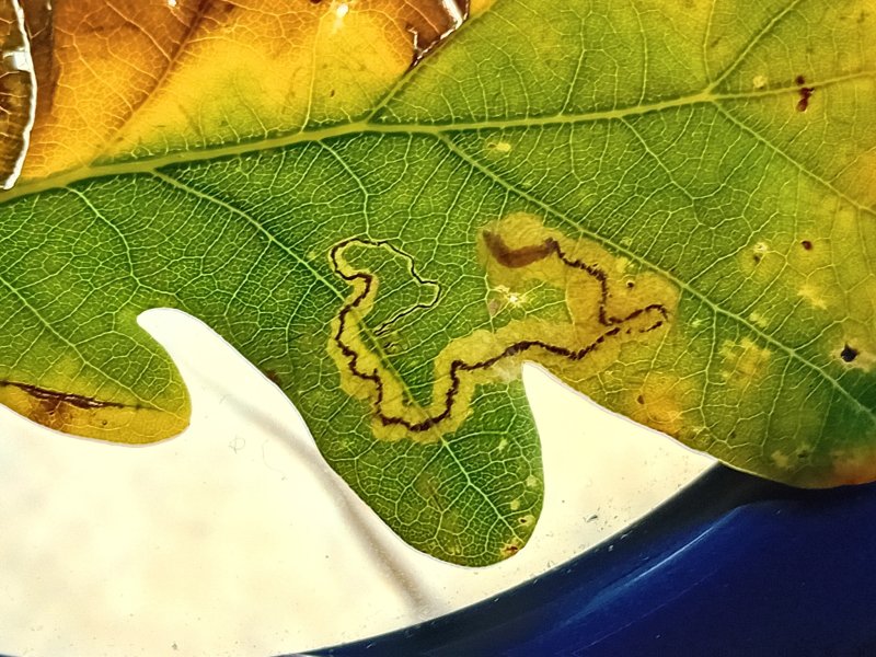Stigmella atricapitella
