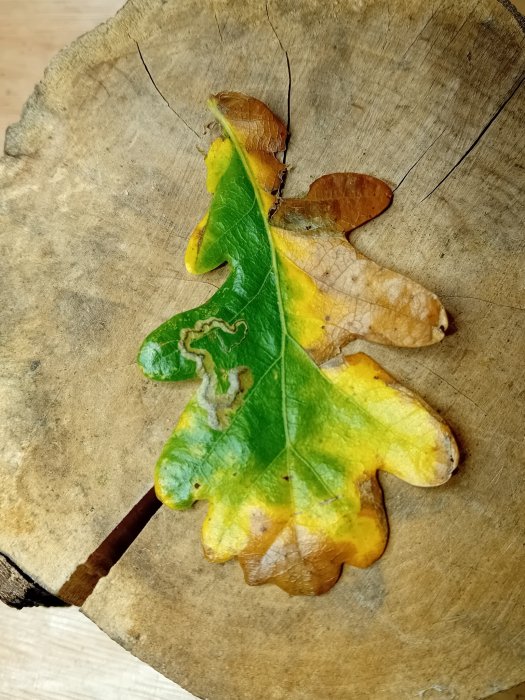 Stigmella atricapitella