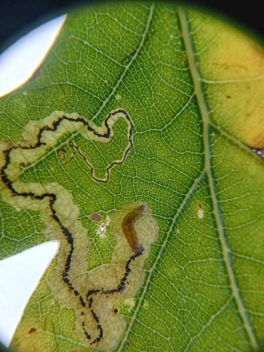 Stigmella atricapitella