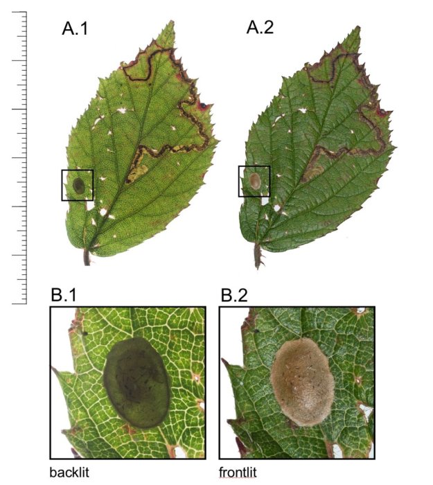 Stigmella aurella