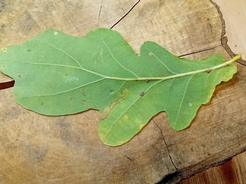 Stigmella basiguttella