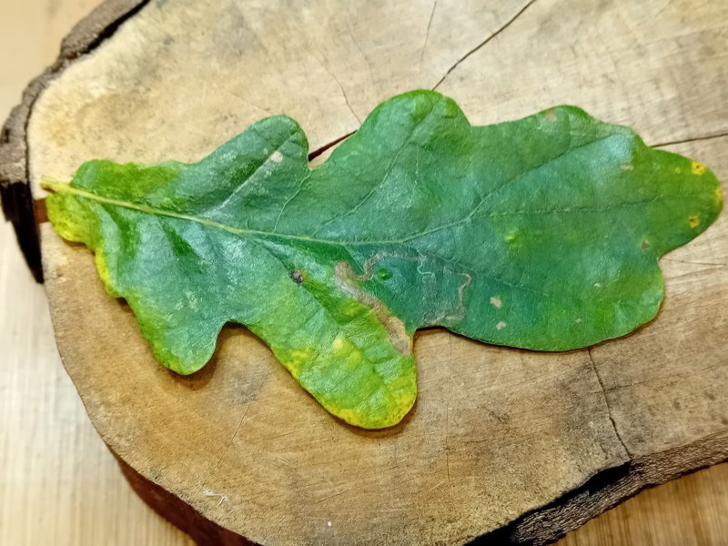Stigmella basiguttella