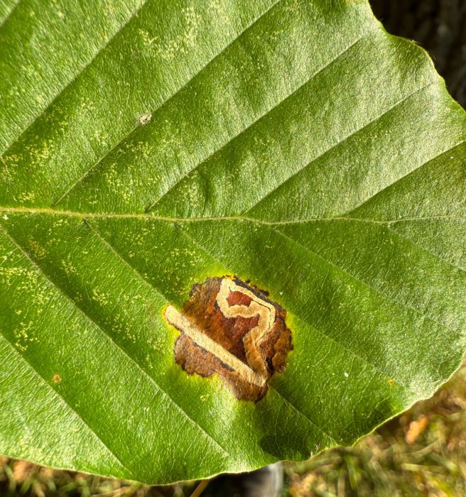 Stigmella hemargyrella